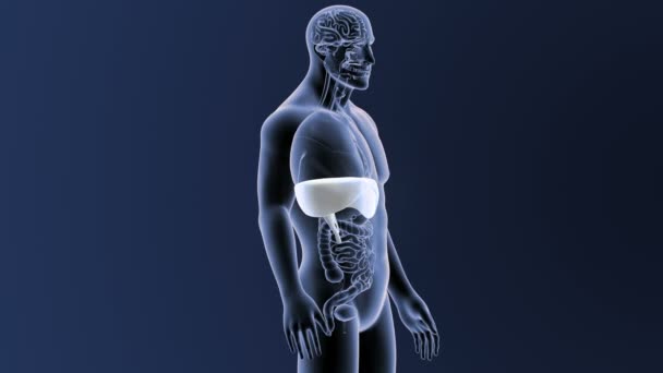 Diafragma met organen in het lichaam van de Skeleton — Stockvideo