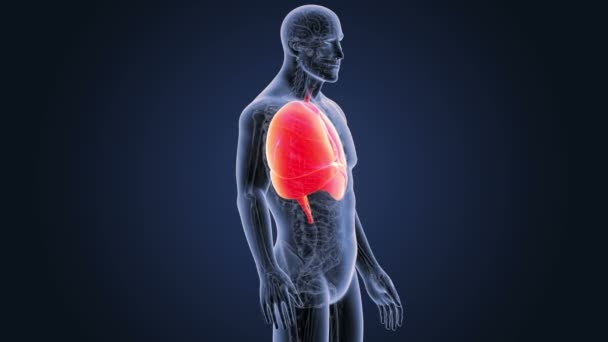 Serca, płuc i przepony z anatomii — Wideo stockowe