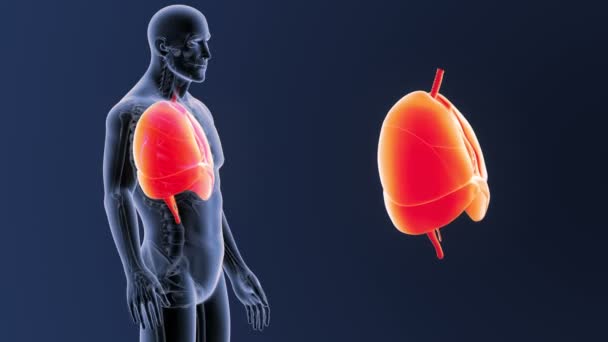 7,179 Lungs Videos, Royalty-free Stock Lungs Footage | Depositphotos 7,179 Lungs Videos, Royalty-free Stock Lungs Footage | Depositphotos