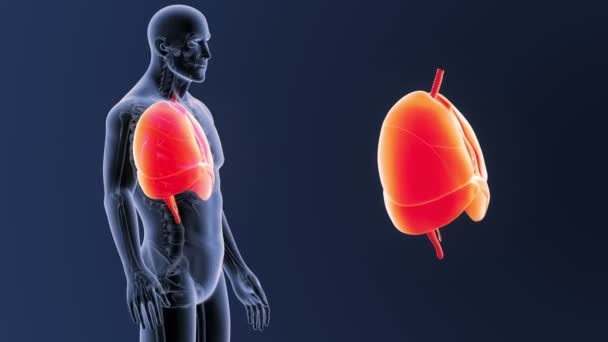 Corazón, pulmones y diafragma zoom — Vídeo de stock