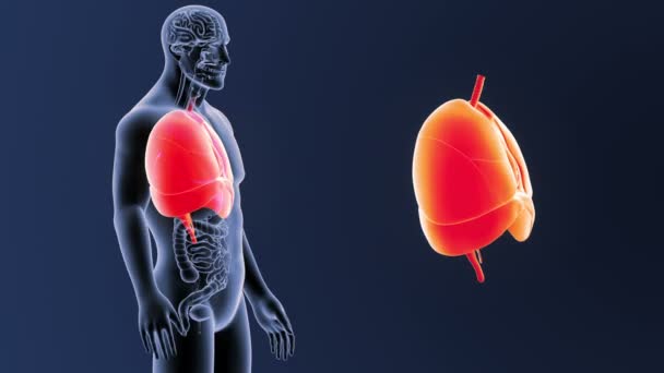 Hart, longen en het middenrif zoom met organen — Stockvideo