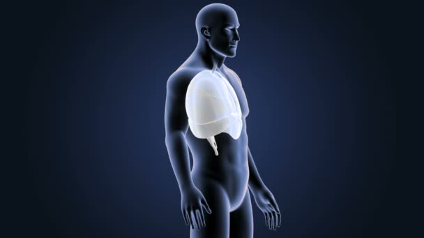 Cuore, polmoni e diaframma nel corpo scheletrico — Video Stock