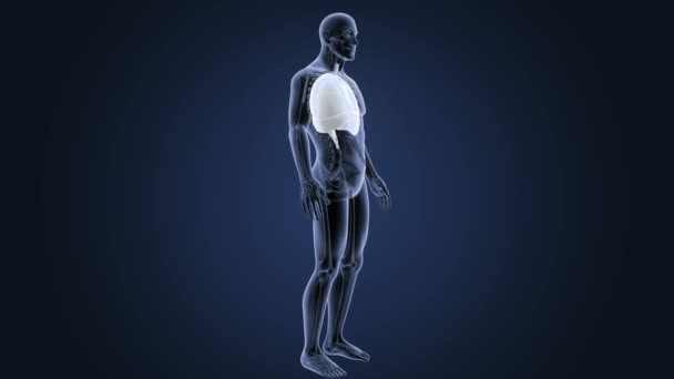 Hart, longen en het middenrif in skelet lichaam — Stockvideo