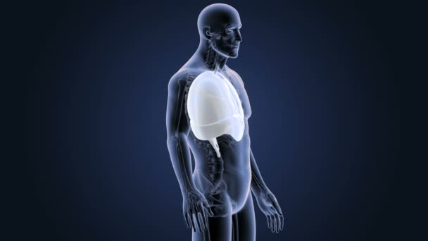 Καρδιά, τους πνεύμονες και το διάφραγμα στο σώμα σκελετός — Αρχείο Βίντεο