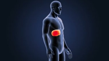 İskelet vücutta karaciğer