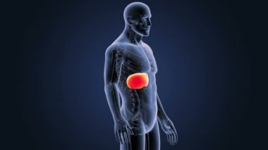 İskelet vücutta karaciğer