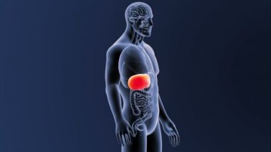 İskelet vücut organları ile karaciğer