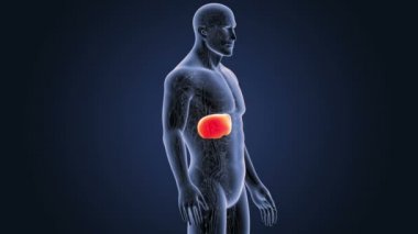 Dolaşım sistemi ile karaciğer