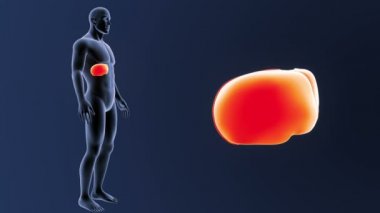 İskelet vücutta karaciğer yakınlaştırma