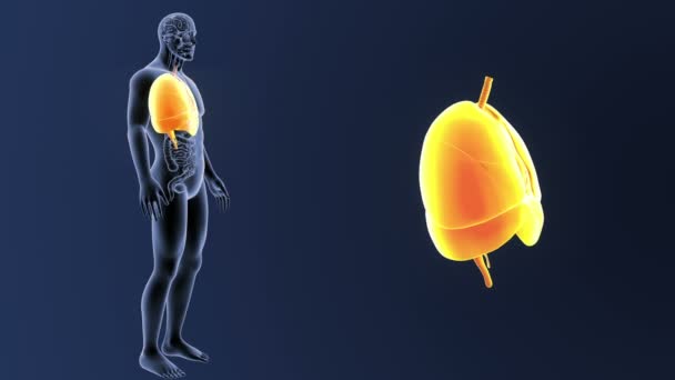 Corazón, pulmones y diafragma zoom con órganos — Vídeo de stock