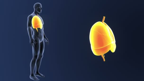 Corazón, pulmones y diafragma zoom con sistema circulatorio — Vídeo de stock