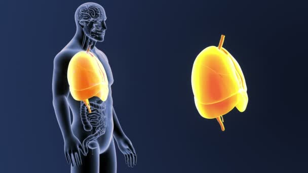 Corazón, pulmones y diafragma zoom con órganos — Vídeos de Stock