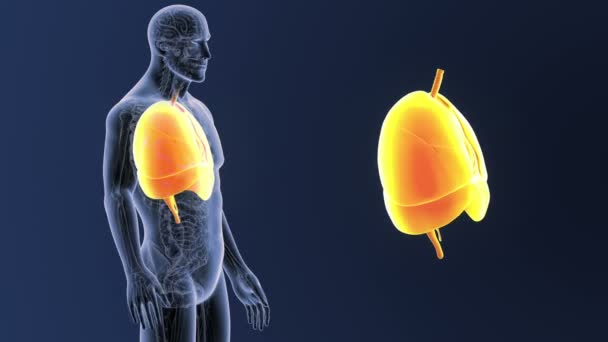 Hart, longen en het middenrif zoom met anatomie — Stockvideo