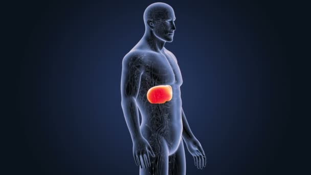 循環系と肝臓 — ストック動画