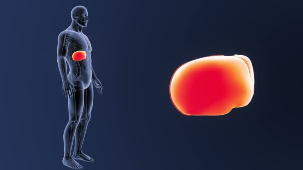 Powiększenie wątroby w organizmie szkielet — Wideo stockowe