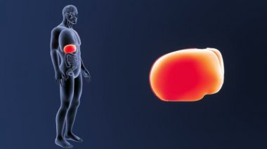 Karaciğer zoom organları ile