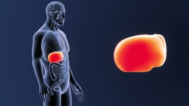 Karaciğer zoom organları ile