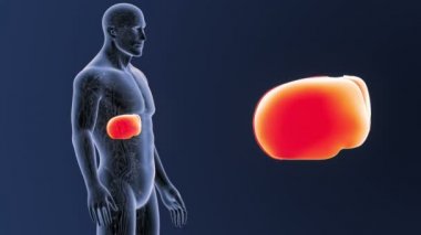 Dolaşım sistemi ile karaciğer yakınlaştırma