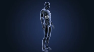 İskelet vücutta karaciğer