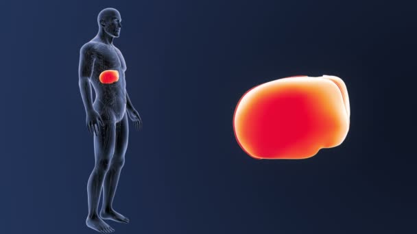 肝臓は、循環系とズームします。 — ストック動画