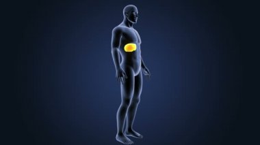 İskelet vücutta karaciğer