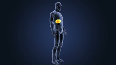 İskelet vücutta karaciğer