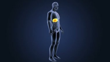 İskelet vücut organları ile karaciğer