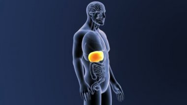 İskelet vücut organları ile karaciğer