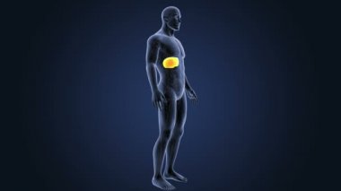 Dolaşım sistemi ile karaciğer