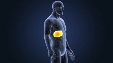 Dolaşım sistemi ile karaciğer