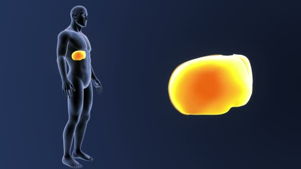 İskelet vücutta karaciğer yakınlaştırma — Stok video