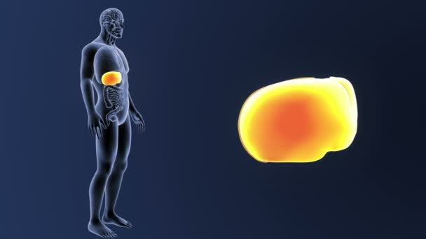 Zoom hepático com órgãos no corpo esquelético — Vídeo de Stock