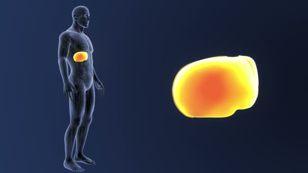 Powiększenie wątroby z układu krążenia — Wideo stockowe