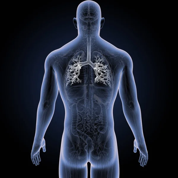 Menschliche Luftröhre mit Anatomie — Stockfoto