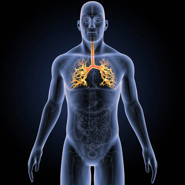 人体气管解剖 — 图库照片