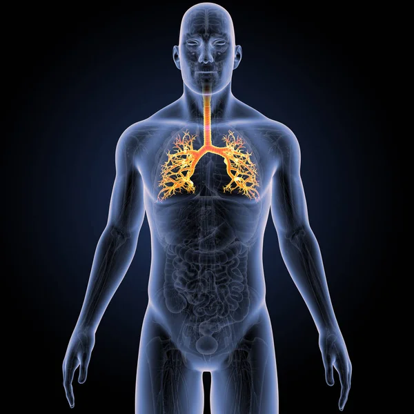 Traqueia Humana com Anatomia — Fotografia de Stock