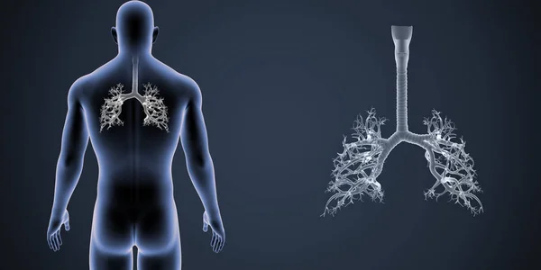 Zoom der menschlichen Luftröhre mit Organen — Stockfoto