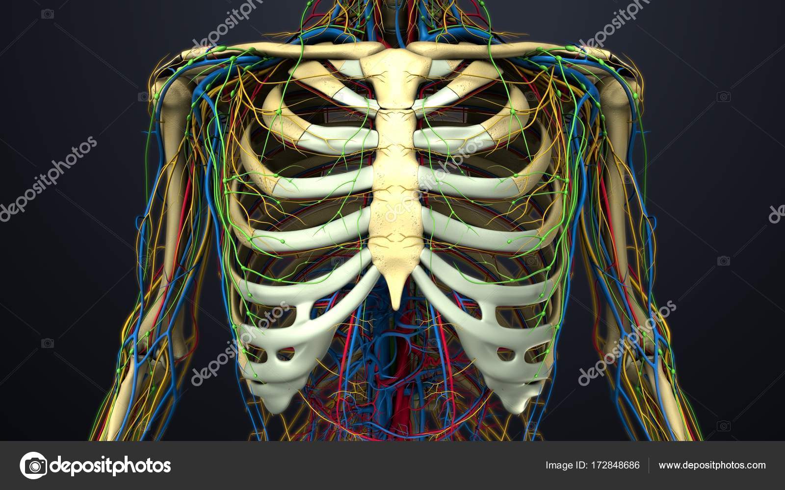 Human Rib Cage Anatomy Stock Photo Image By C Sciencepics 172848686