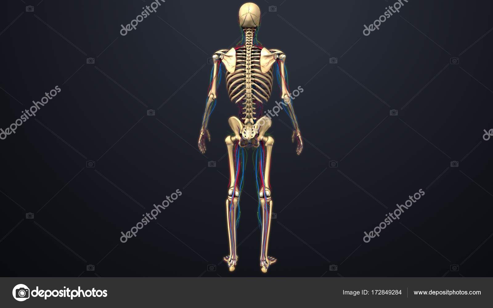 Human skeleton structure — Stock Photo © sciencepics #172849284 Biology Diagrams