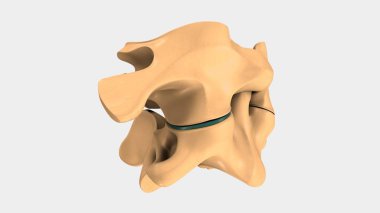 İnsan servikal Vertebra