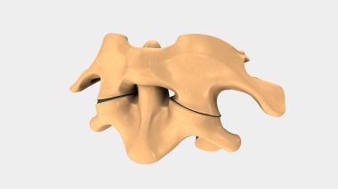 İnsan servikal Vertebra