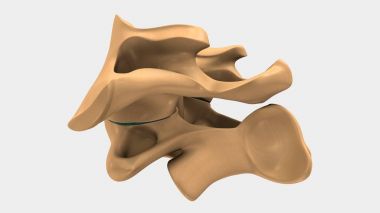 İnsan servikal Vertebra