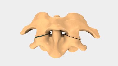 İnsan servikal Vertebra