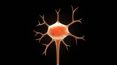 İnsan Nueron modeli