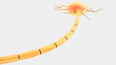 İnsan nöron motorlu