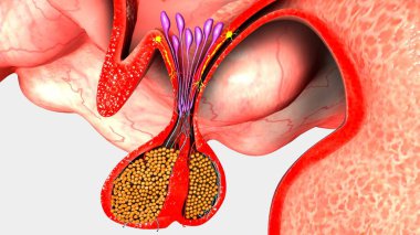 Human Pituitary Gland clipart