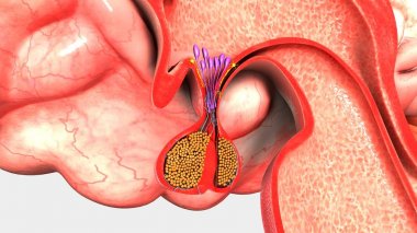 Human Pituitary Gland clipart