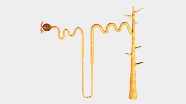 Nephron, part of human kidney clipart