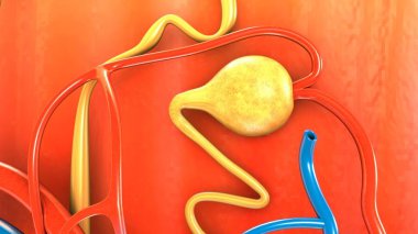 Nefron, insan böbrek parçası