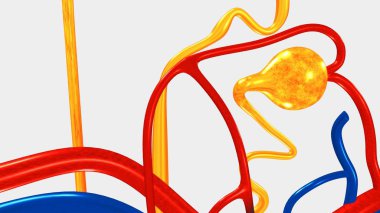 Nefron, insan böbrek parçası